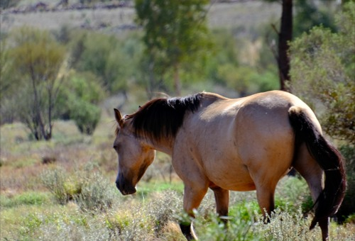 Brumby on Australia's Red Centre Way